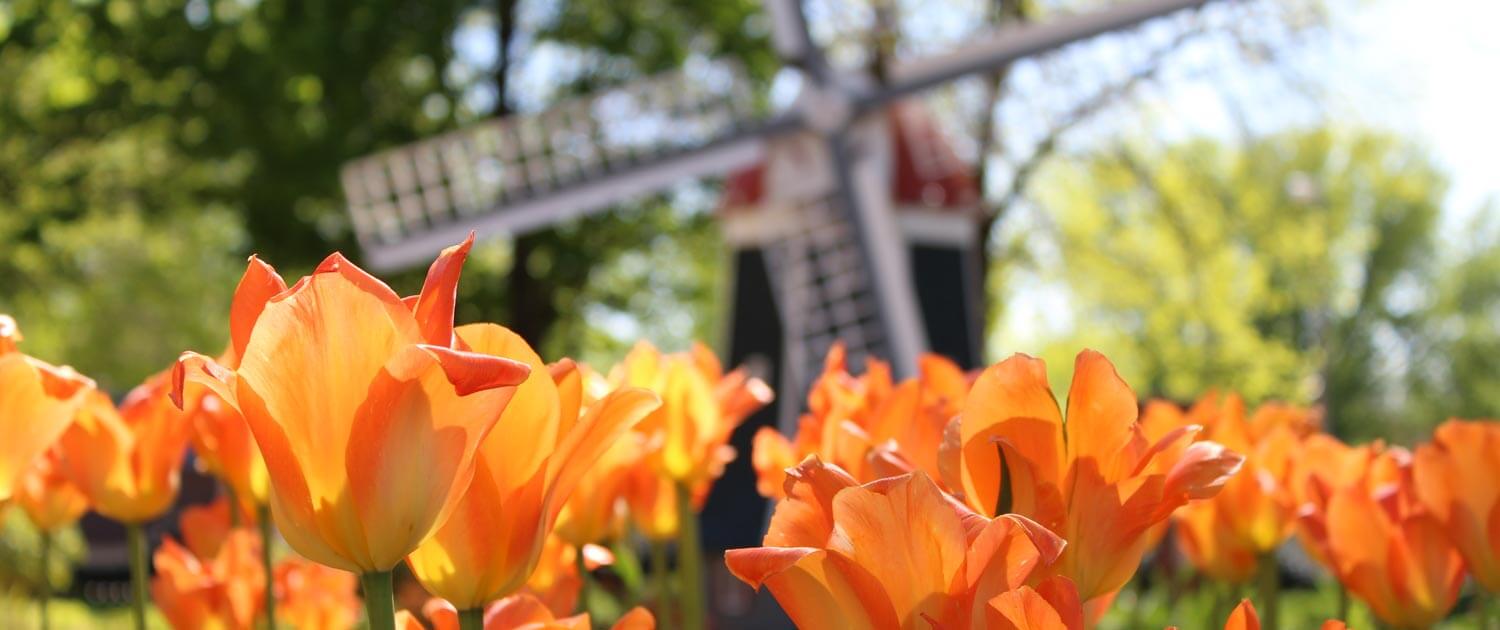Orange City Tulip Festival – May 16-18, 2024
